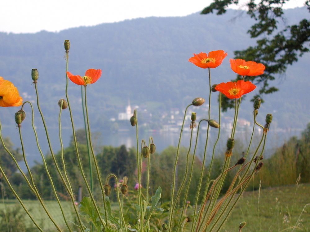 Landhaus Strussnighof Pörtschach am Wörthersee المظهر الخارجي الصورة